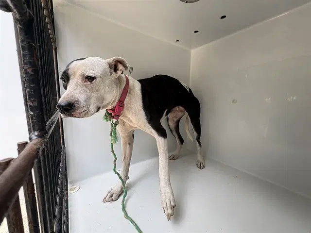 Piper - Pit Bull Terrier
