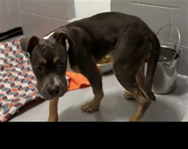 Ozzie - Pit Bull Terrier