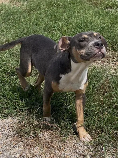 Ozzie - Pit Bull Terrier