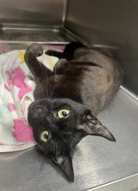 Tiana - Domestic Short Hair