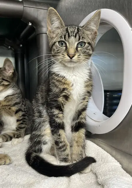 Mackerel - Domestic Short Hair