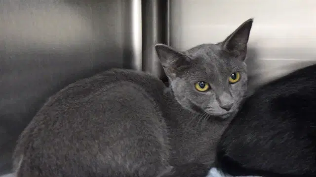 Grey - Domestic Short Hair