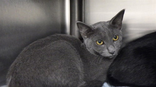 GREY, a cat for adoption from Augusta Animal Services