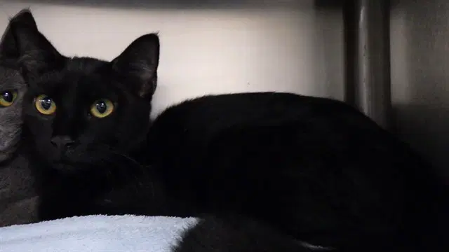 Blacky - Domestic Short Hair