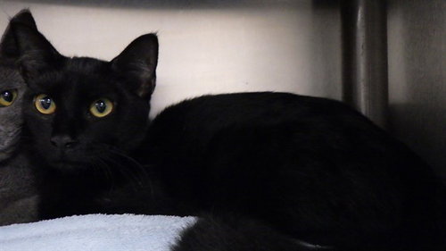 picture of the cat needing adoption