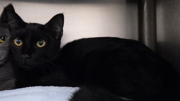 BLACKY