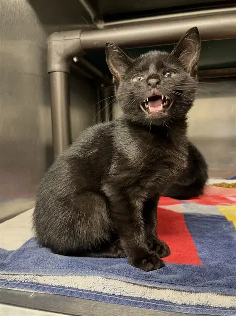 Mantis - Domestic Short Hair