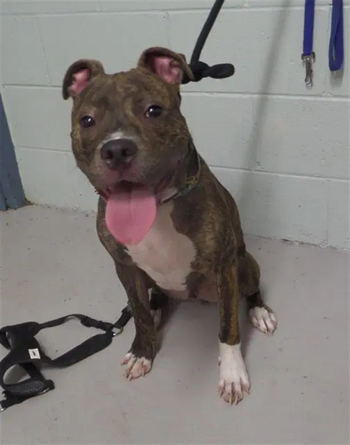 Buster - Pit Bull Terrier