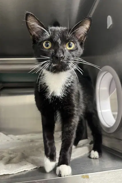 Abu - Domestic Short Hair