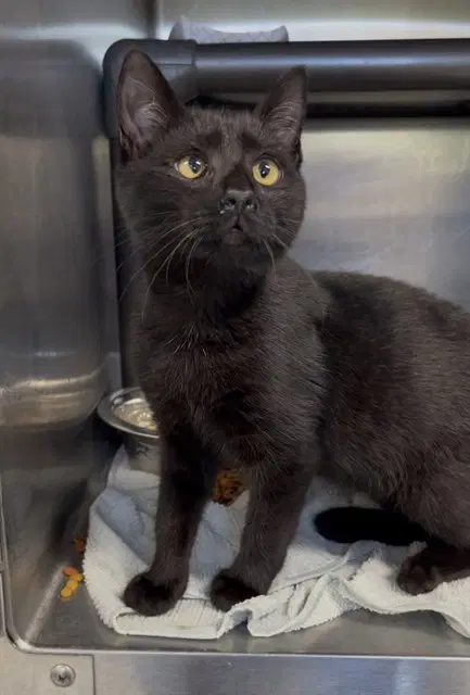 Bailey - Domestic Short Hair