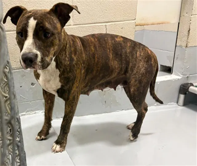 Jessica - Pit Bull Terrier