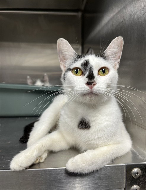 picture of the cat needing adoption