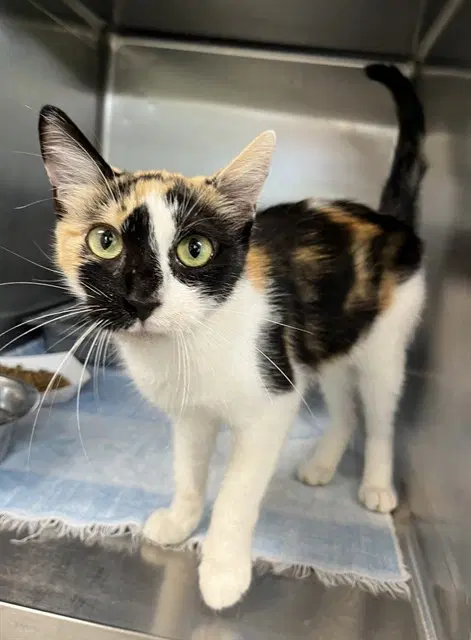 Mathilda - Domestic Short Hair