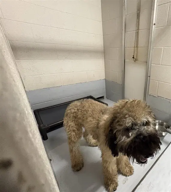Milo - Poodle (Standard)