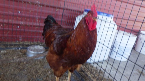 GUY FIERI, a poultry for adoption from Augusta Animal Services