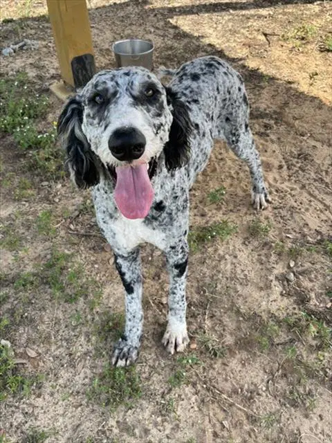 Marble - Poodle (Standard)