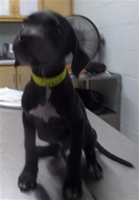 Drayden - Pit Bull Terrier