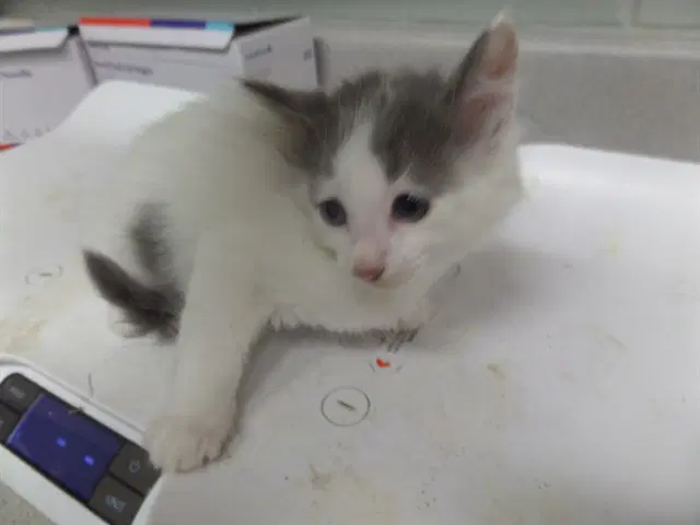 Ham - Domestic Short Hair