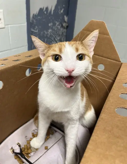Sherbet - Domestic Short Hair