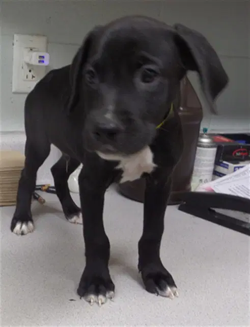 Chili - Pit Bull Terrier