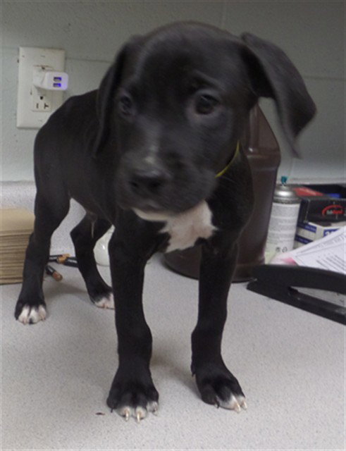 picture of the dog needing adoption