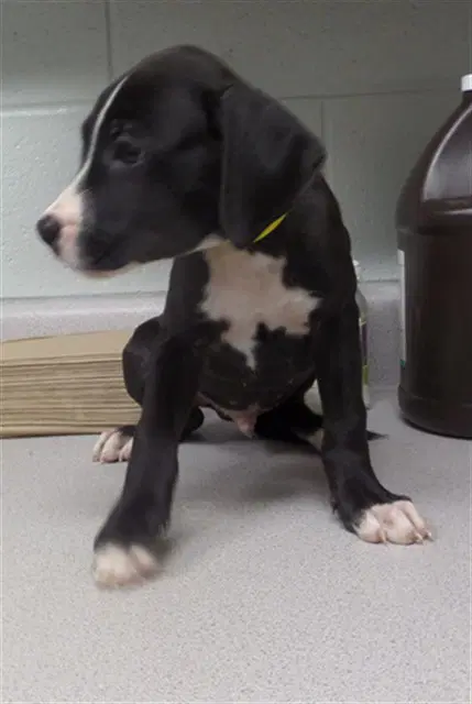 Cilan - Pit Bull Terrier