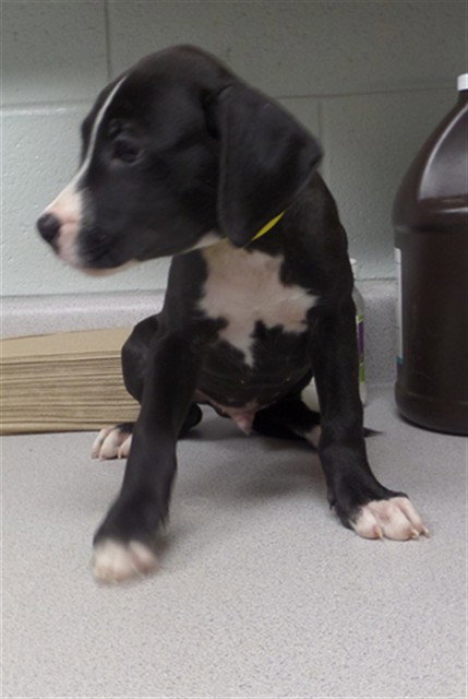 picture of the dog needing adoption
