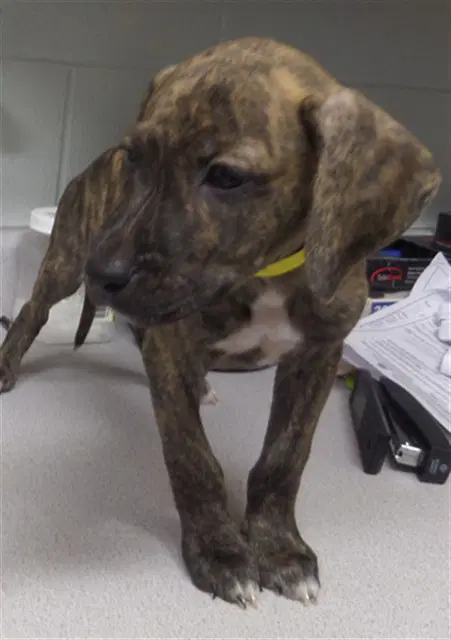 Burgh - Pit Bull Terrier