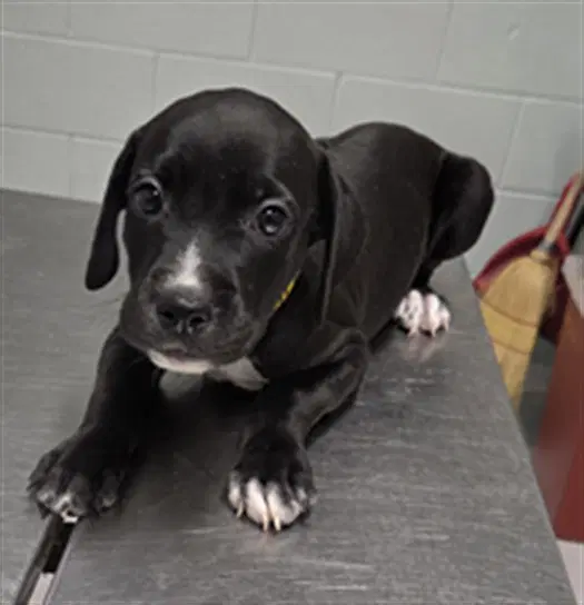 Ingo - Pit Bull Terrier