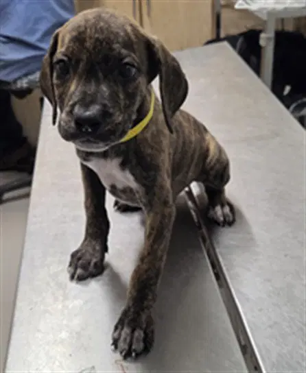 Emmett - Pit Bull Terrier