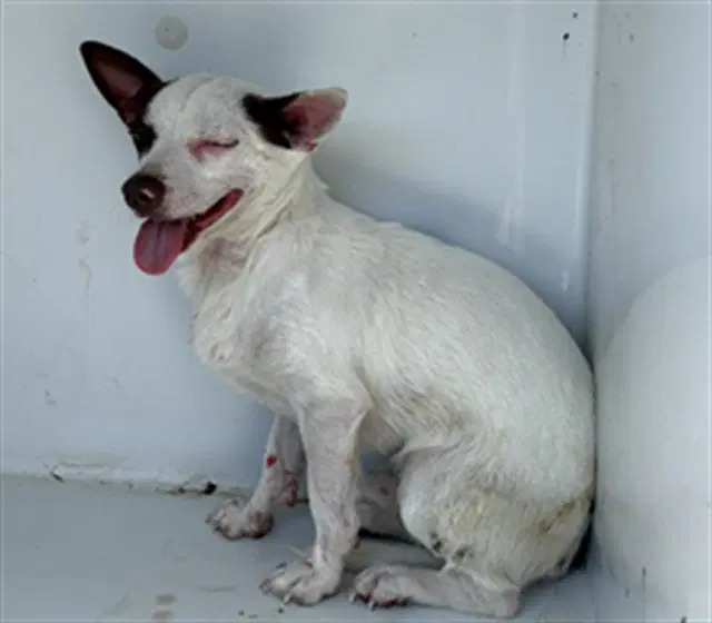 Pendleton - Chihuahua