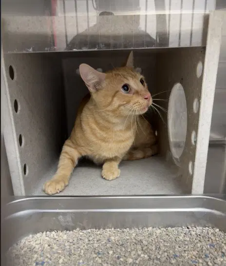 Syracuse - Domestic Short Hair