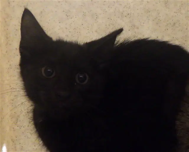 James - Domestic Short Hair