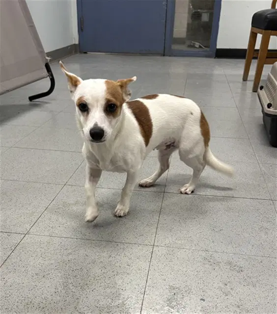 Lollie - Chihuahua
