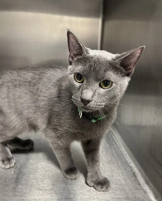 Smoke - Domestic Short Hair
