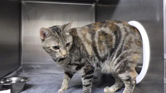 Leya - Domestic Short Hair
