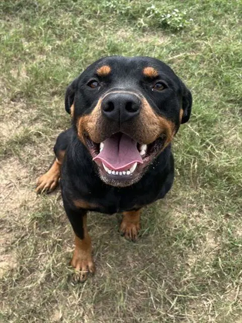 Zeppelin - Rottweiler