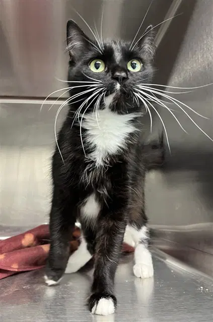 Neko - Domestic Short Hair