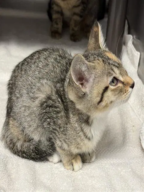 Sabine - Domestic Short Hair