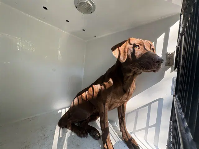 Marie - Labrador Retriever