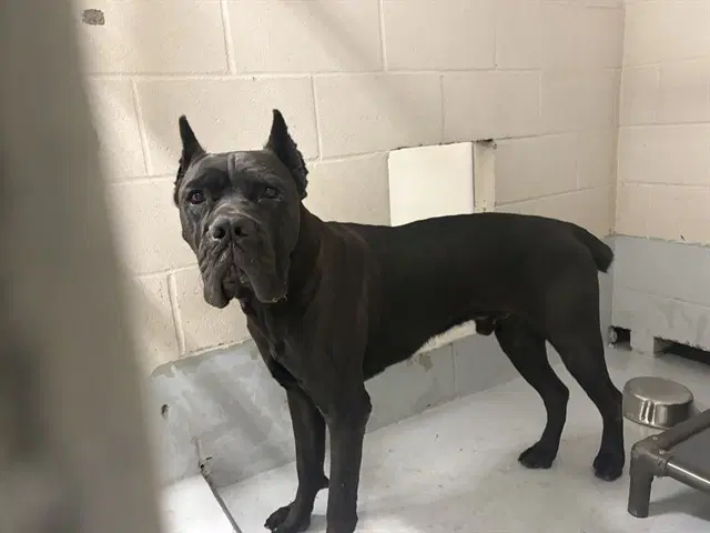 Mr Smee - Cane Corso Mastiff