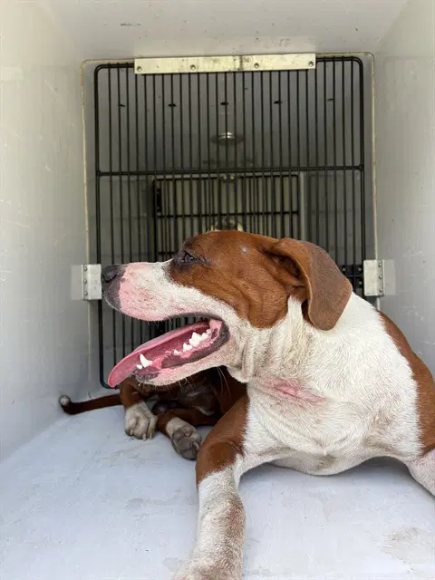 Rodger - Pit Bull Terrier