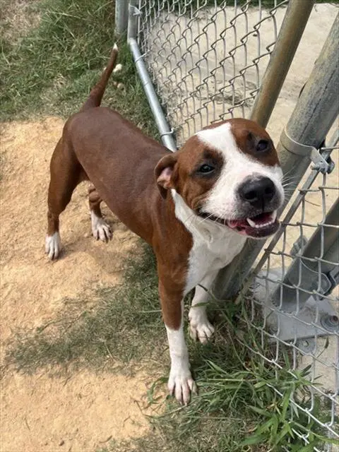 Rodger - Pit Bull Terrier