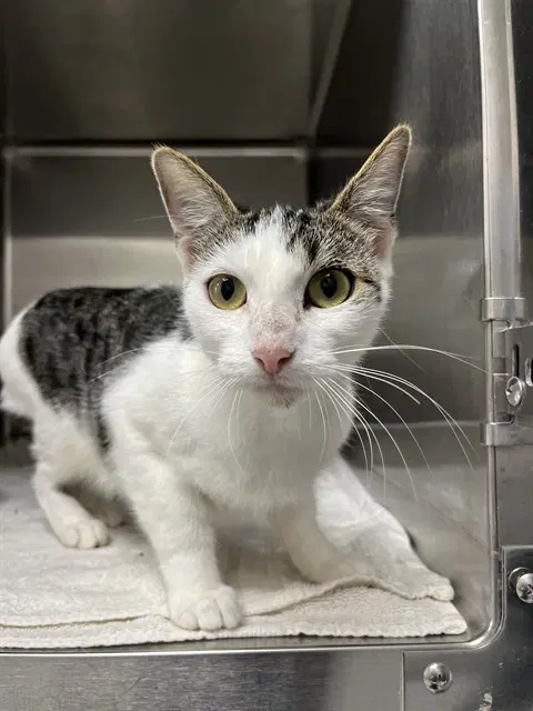 Mitzy - Domestic Short Hair