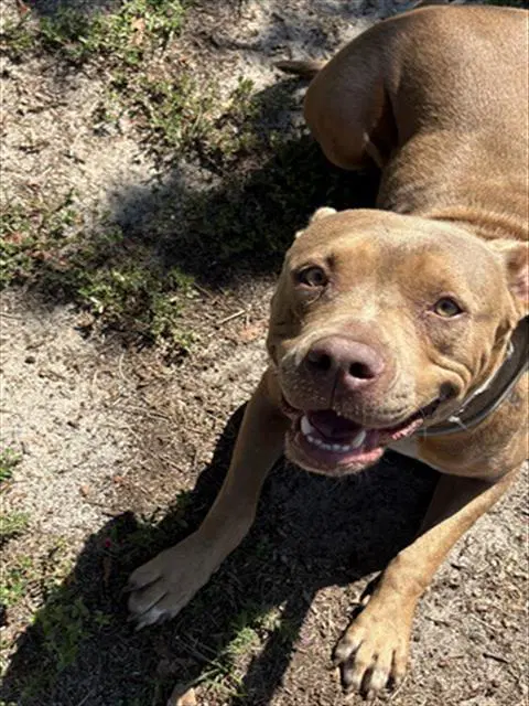 Daisy - Pit Bull Terrier