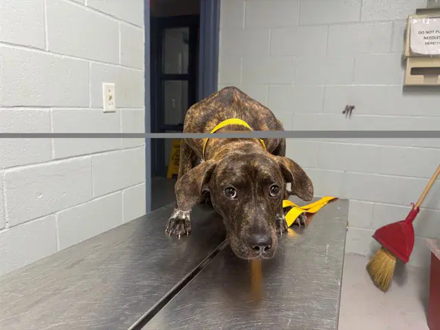 Unknown - Pit Bull Terrier