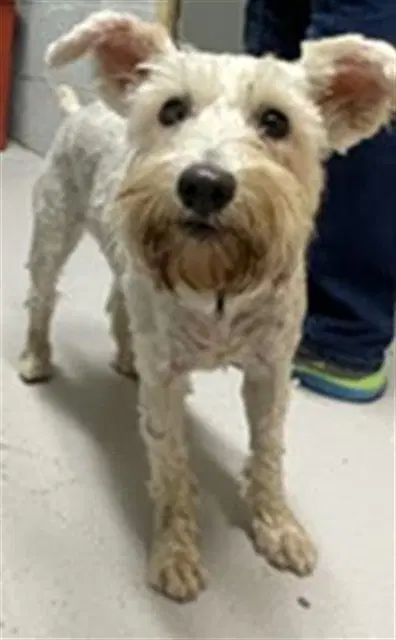 Muffin - Miniature Schnauzer