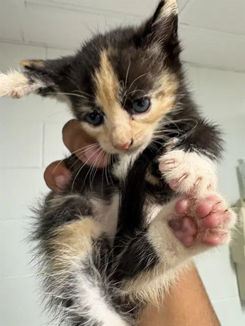 Wisteria - Domestic Short Hair