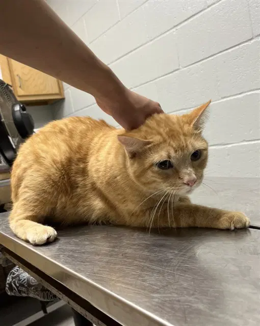 Juno - Domestic Short Hair