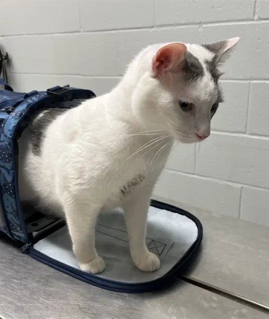 Zelda - Domestic Short Hair